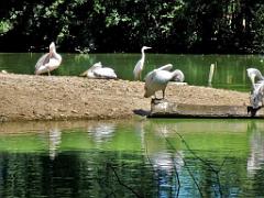 101PARC AUX OISEAUX DANS L AIN 2016 1_000019